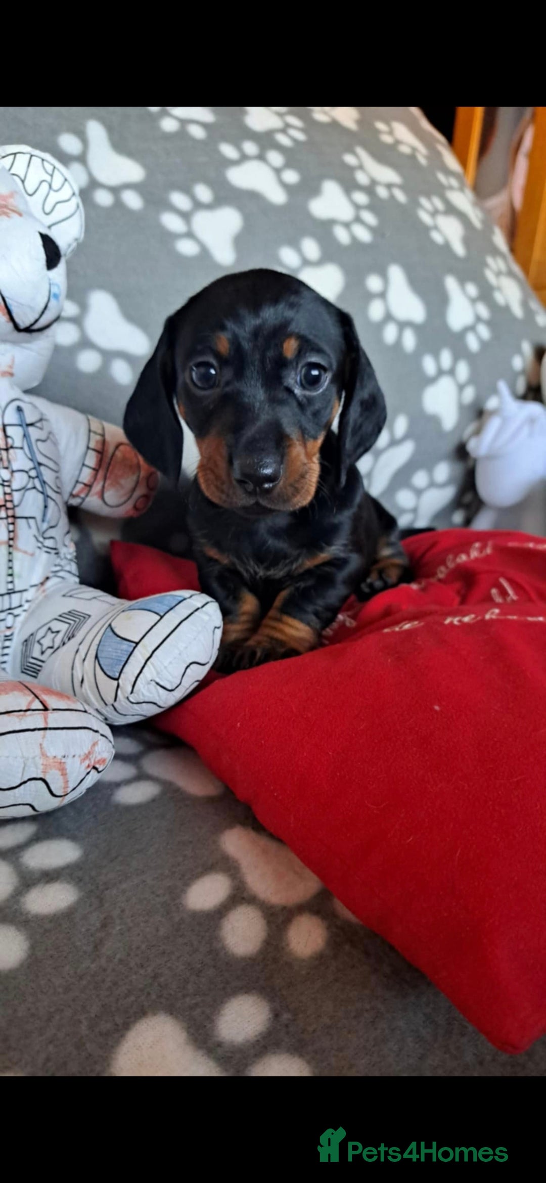 Dachshund dogs for sale: Beautiful Dachshund Puppies - Advert 22