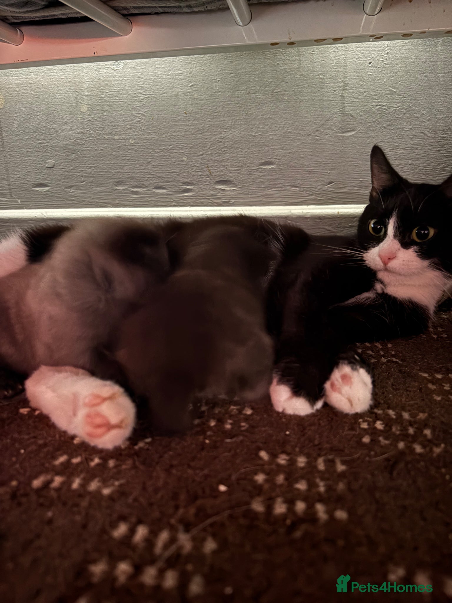 Mixed Breed cats Two male kitten  - Advert 1