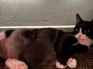 Mixed Breed cats Two male kitten - Advert 2