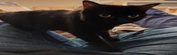 Mixed Breed cats for sale: Adorable kittens for sale in Ellesmere Port - Advert 1