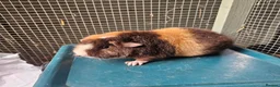 Guinea Pig rodents for sale: Teddy boars & sows  in Wotton-under-Edge - Advert 3