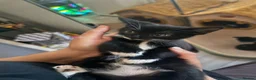 Mixed Breed cats for sale: Beautiful Mother Cat & 4 Lovely Kittens - Advert 5