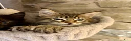 Ragcoon cats for sale: Beautiful Ragcoon kittens 🐱  - Advert 4