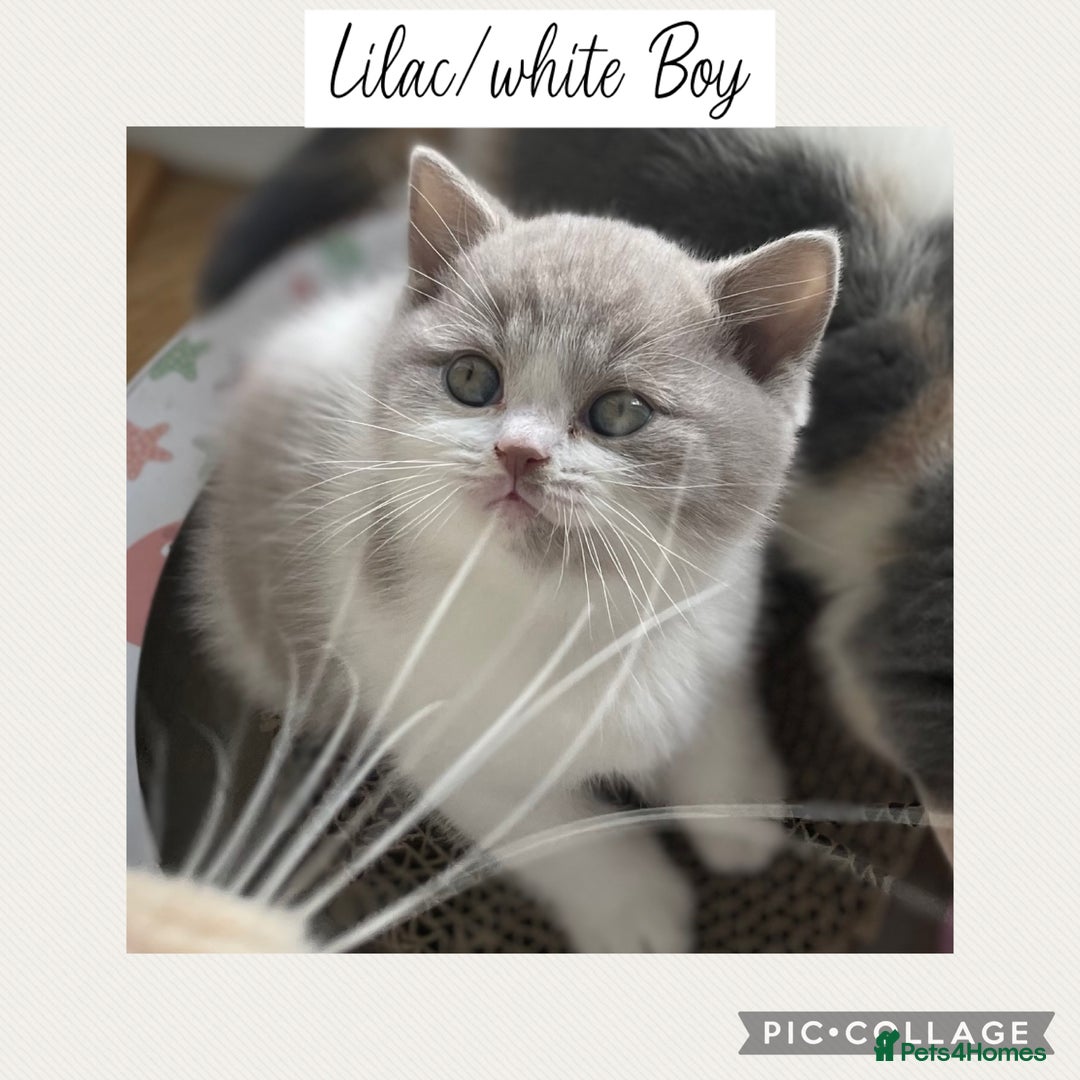 British Shorthair cats for sale: Beautiful GCCF British shorthair kittens - Image 6