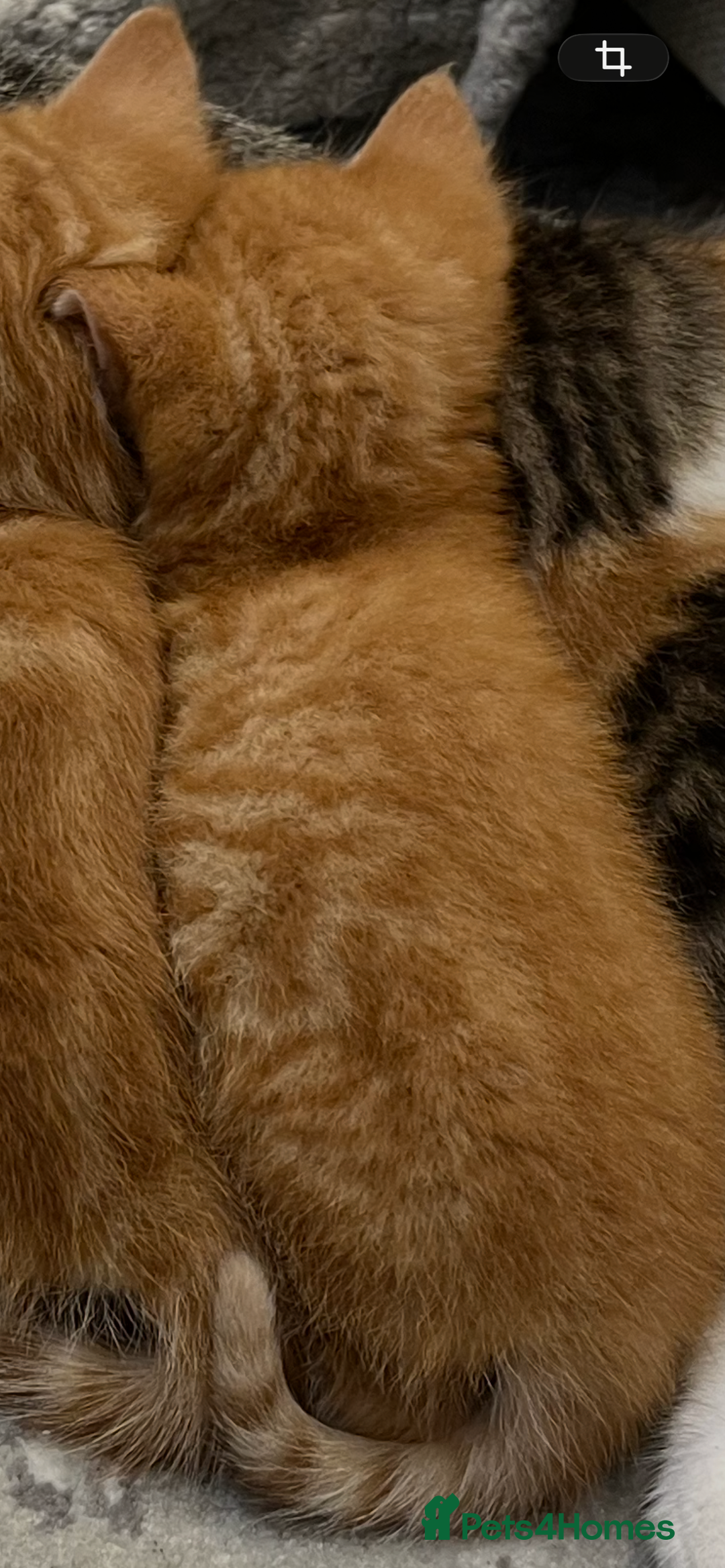 Domestic Shorthair cats for sale: Two male ginger, One female cali kittens - Advert 10