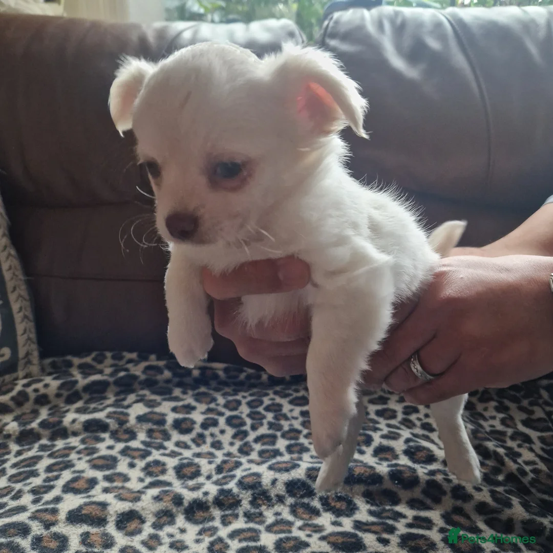 Chihuahua dogs for sale: Long coat Chihuahua puppy - Advert 3