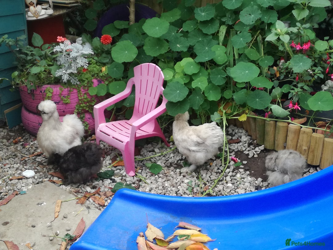 Chickens poultry for sale: JOB LOT COOP, 3 SILKIE HENS+ALL ACCESSORIES  in Colwyn Bay - Image 3