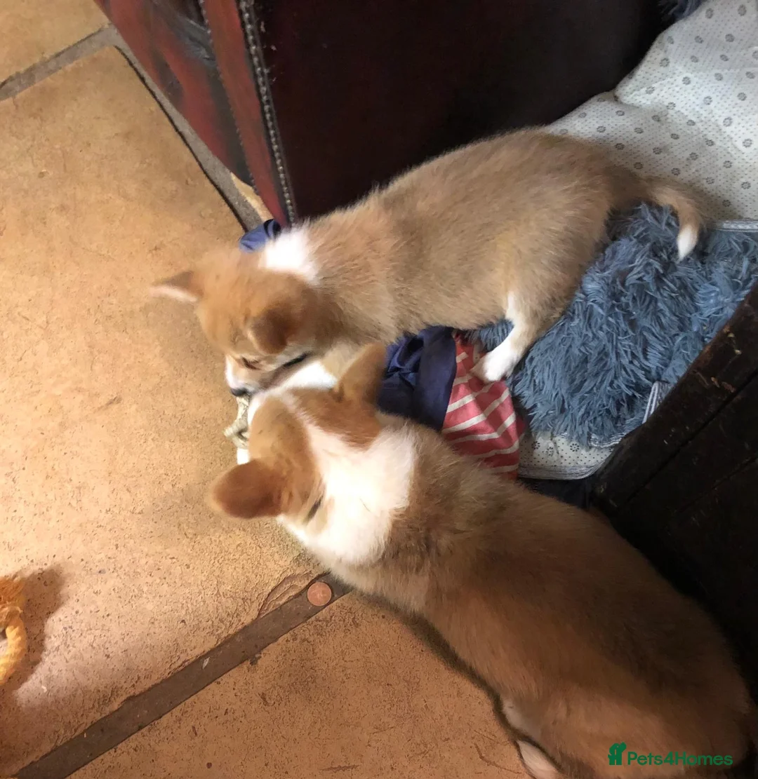 Welsh Corgi Pembroke dogs for sale: Corgi  - Advert 6