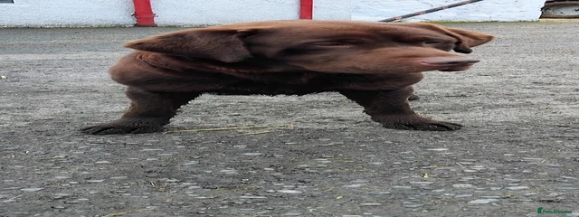 Dug