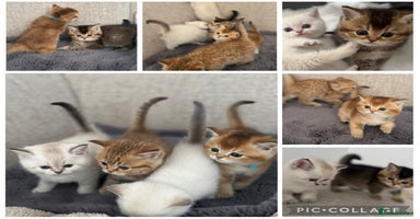 British Shorthair cats - Advert 6