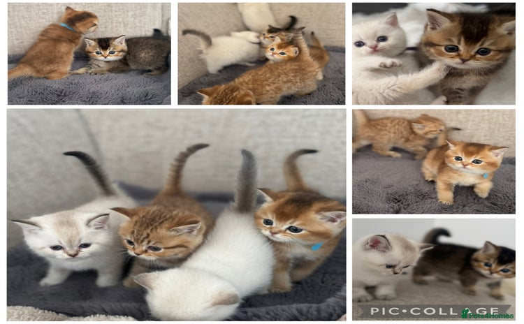 British Shorthair cats - Advert 1