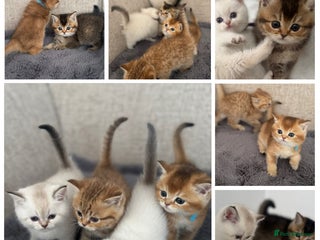 British Shorthair cats - Advert 1