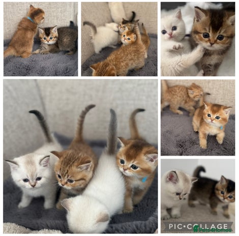 British Shorthair cats - Advert 1