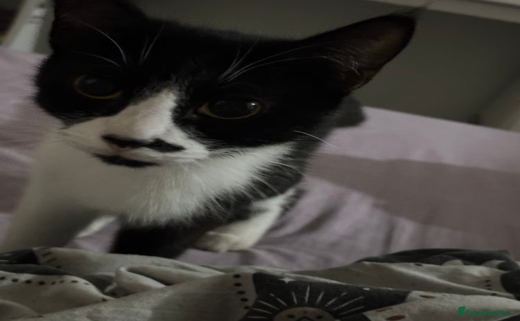 Mixed Breed cats - Advert 10