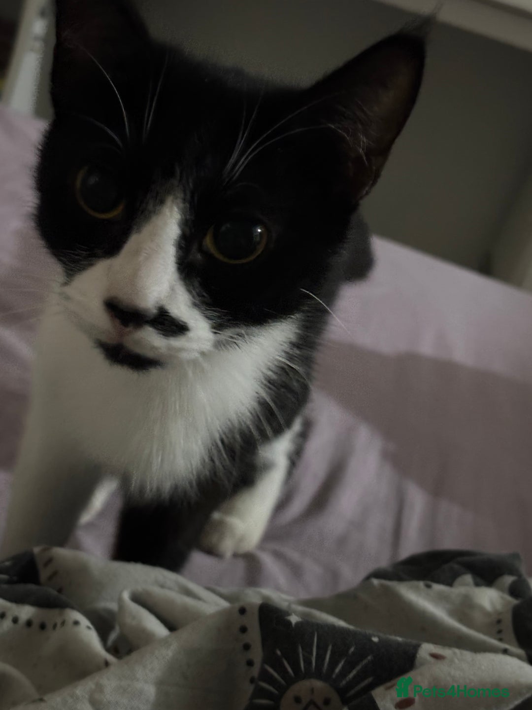 Mixed Breed cats for sale: Cats for sale - Image 1