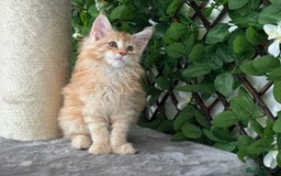Maine Coon cats for sale: Tica DNA negative Maine Coon kittens  in Fordingbridge - Image 31