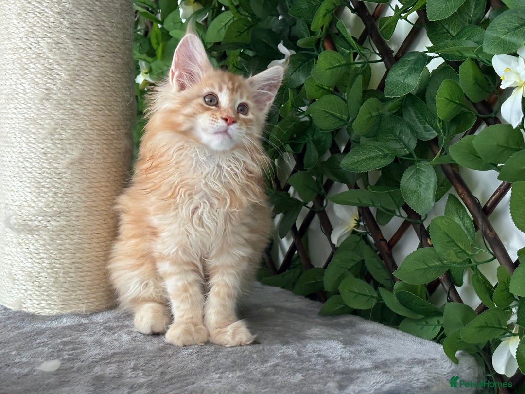 Maine Coon cats for sale: Tica DNA negative Maine Coon kittens  in Fordingbridge - Image 31