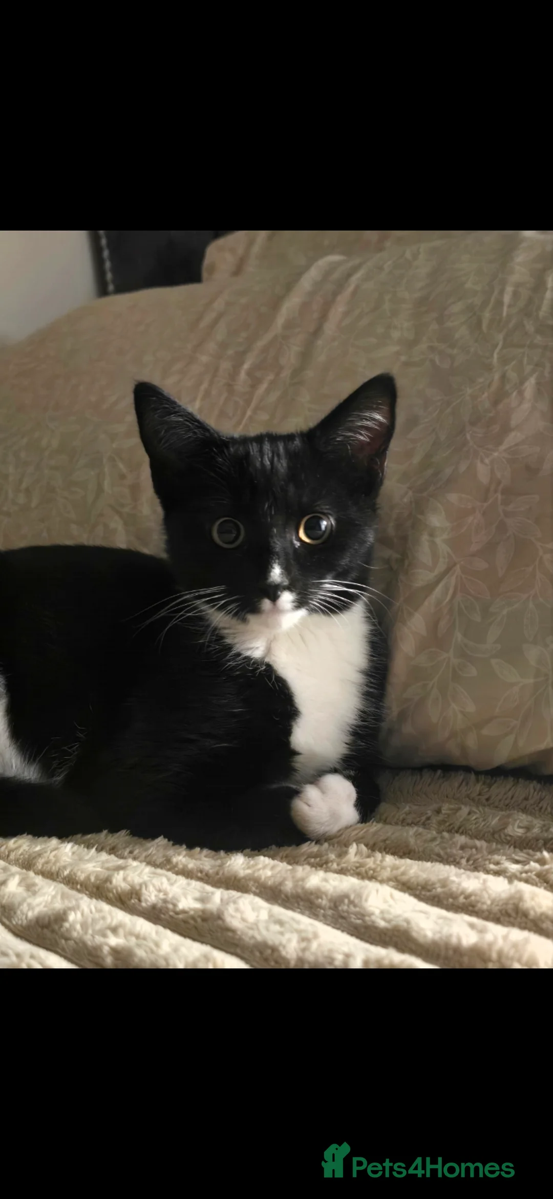 Mixed Breed cats for sale: Gorgeous Tuxedo Cat – Friendly, Playful - Advert 2
