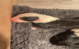 Old English Sheepdog dogs for sale: Kennel Club Reg Old English Sheepdog Puppies - Image 12