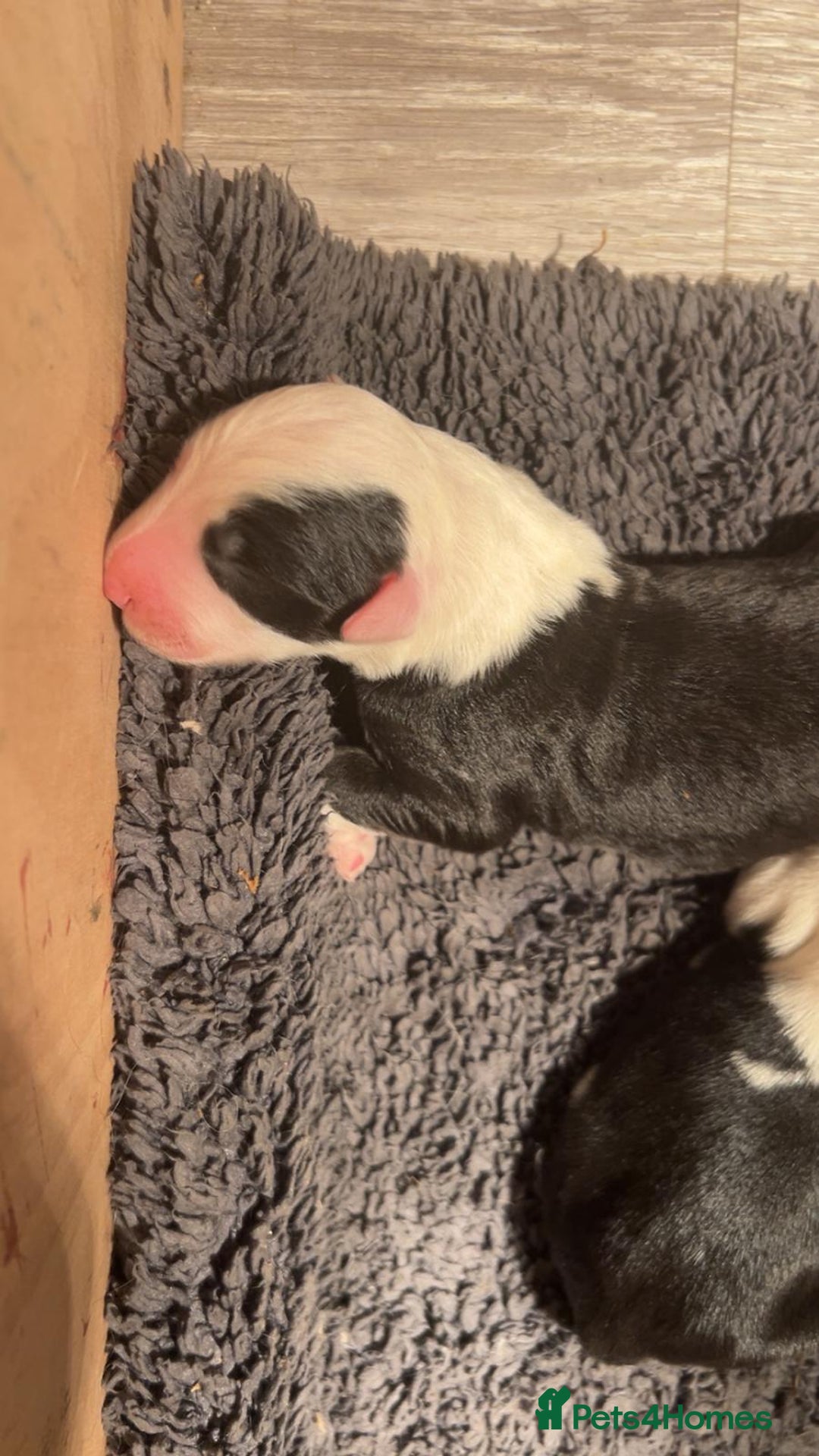 Old English Sheepdog dogs for sale: Kennel Club Reg Old English Sheepdog Puppies - Image 12