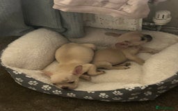 French Bulldog dogs for sale: French bulldog puppies - Image 1