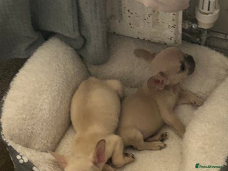 French Bulldog dogs - Advert 27