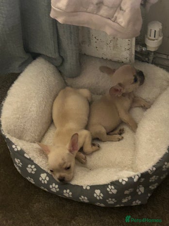 French Bulldog dogs - Advert 1