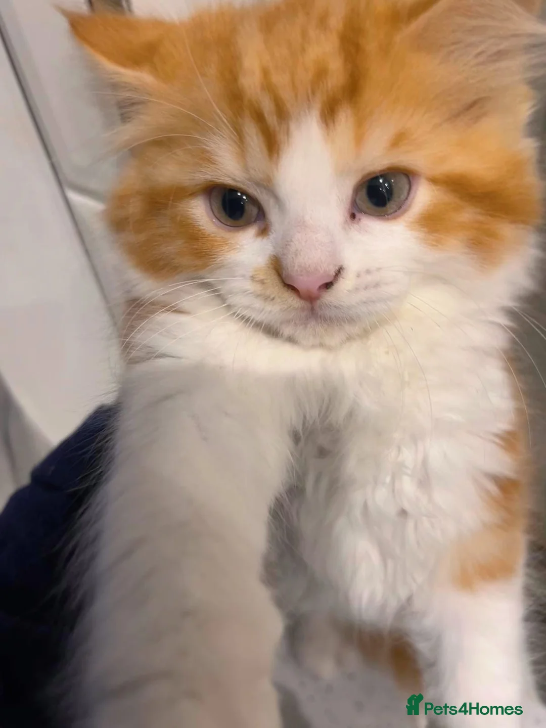 Ragdoll cats for sale: Championship bloodline RagdollxRagamuffin*3 kitten - Advert 4