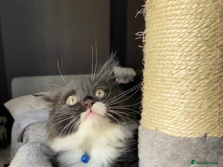 Mixed Breed cats - Advert 15