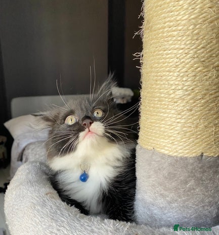 Mixed Breed cats - Advert 15