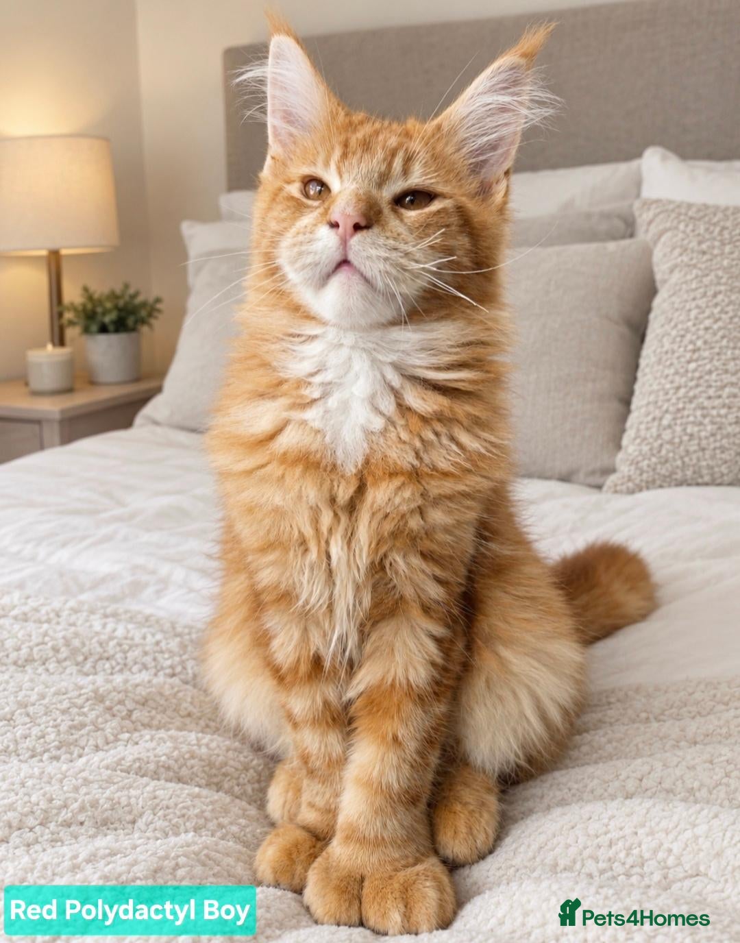 Maine Coon cats for sale: BEAUTIFUL MAINE COON KITTENS, POLY AND NON POLY  - Advert 1