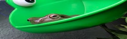 Frog reptiles for sale: 2 Whites Tree Frogs plus full set up - Advert 1