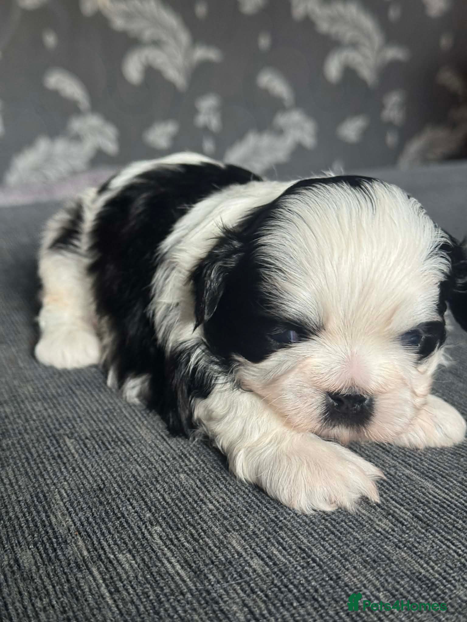 Shih Tzu dogs Shih tzu puppies - Advert 3