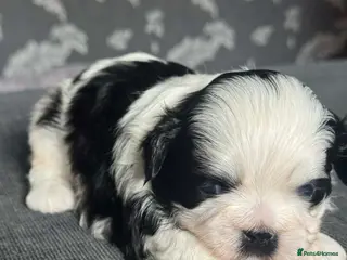 Shih Tzu dogs Shih tzu puppies - Advert 3