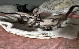 Oriental cats for sale: Pure breed Oriental kittens  - Image 2