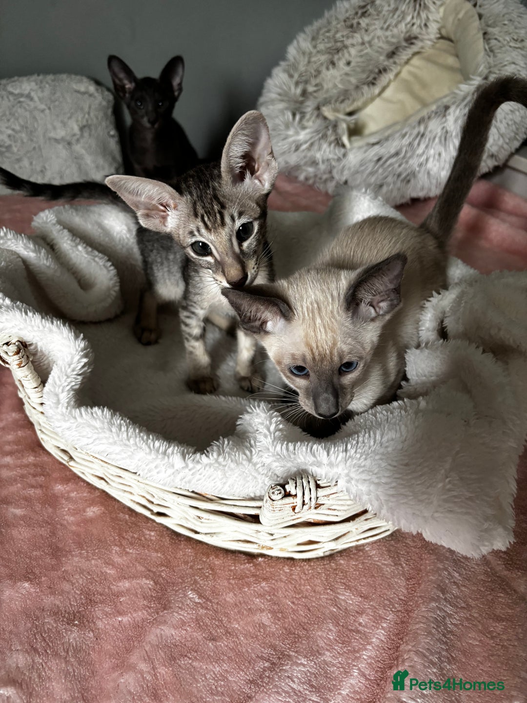 Oriental cats for sale: Pure breed Oriental kittens  - Image 2