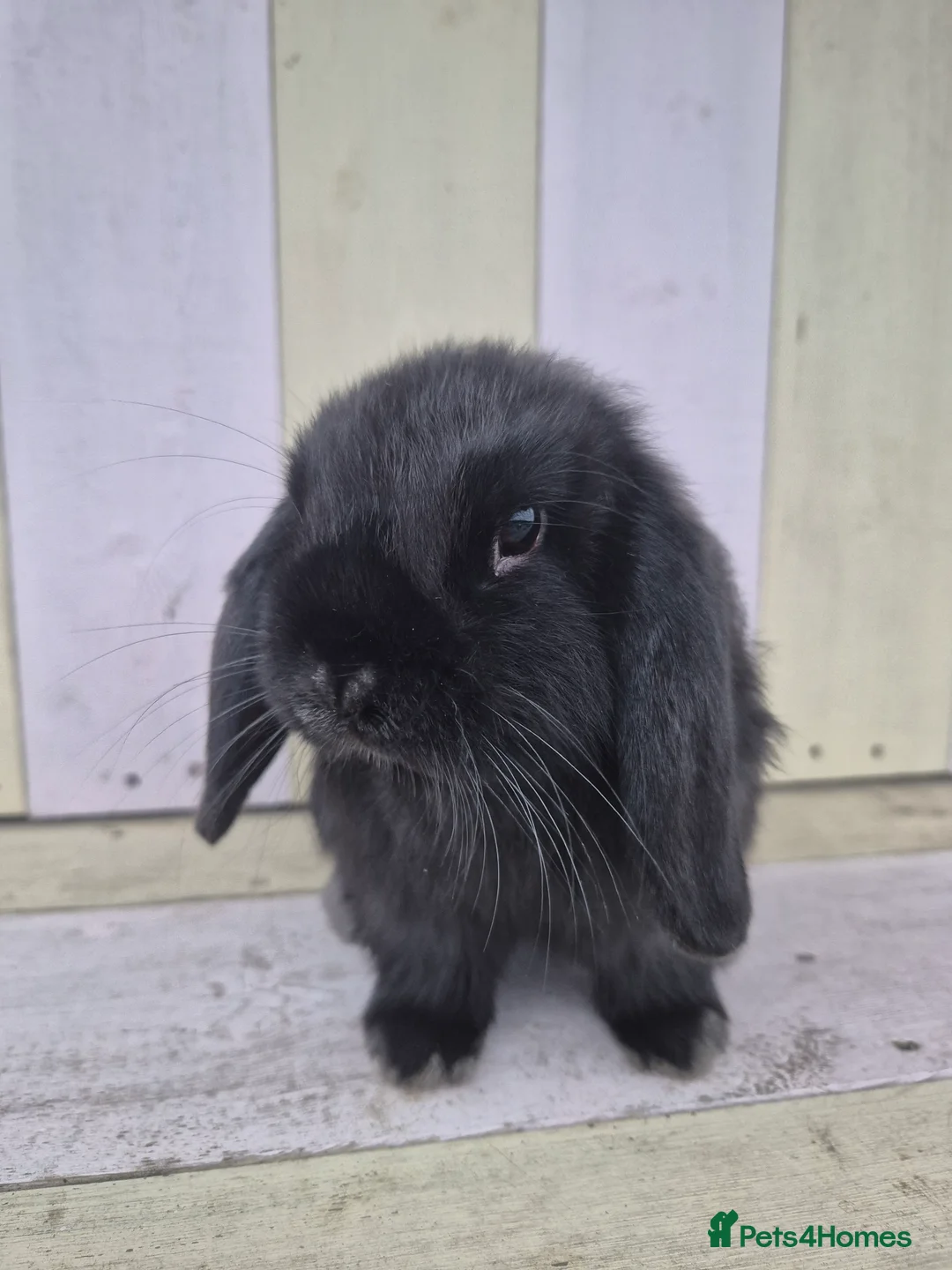 Mini Lop rabbits for sale: 🖤 black mini lop girlie for her furever home 🖤 - Advert 4