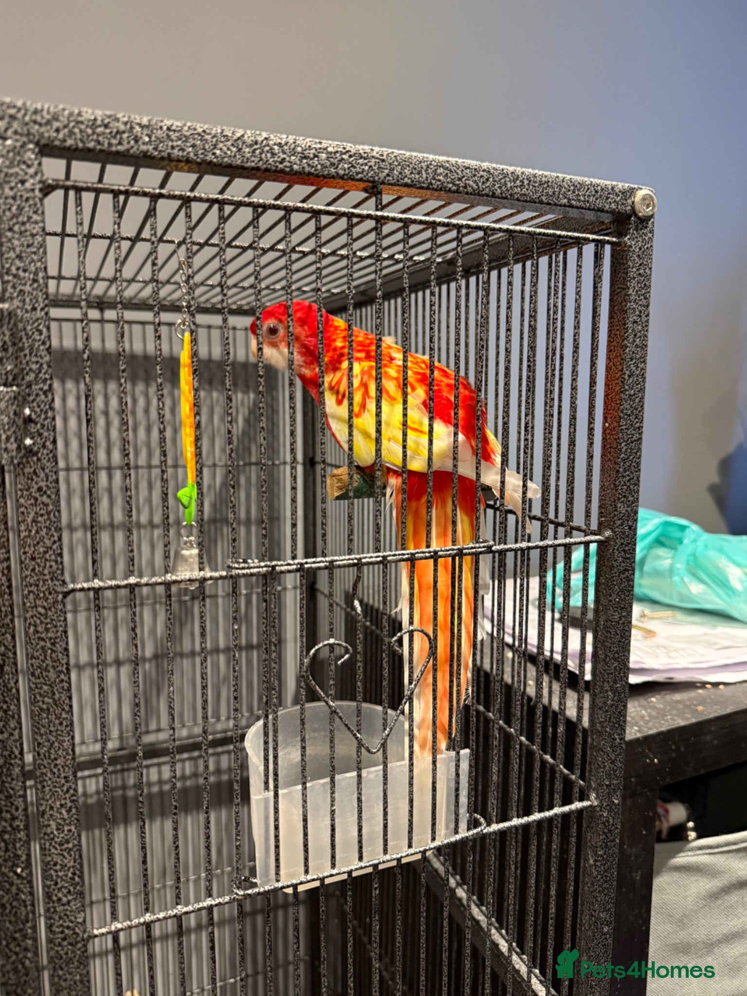 Parakeets birds Red & Yellow Rosella for sale   - Advert 3