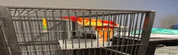 Parakeets birds for sale: Red & Yellow Rosella for sale   in Dover - Advert 1