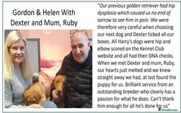 Labrador Retriever dogs for sale: Red Fox Labs : Health Checked-KC Reg-FTCH Pedigree - Image 28