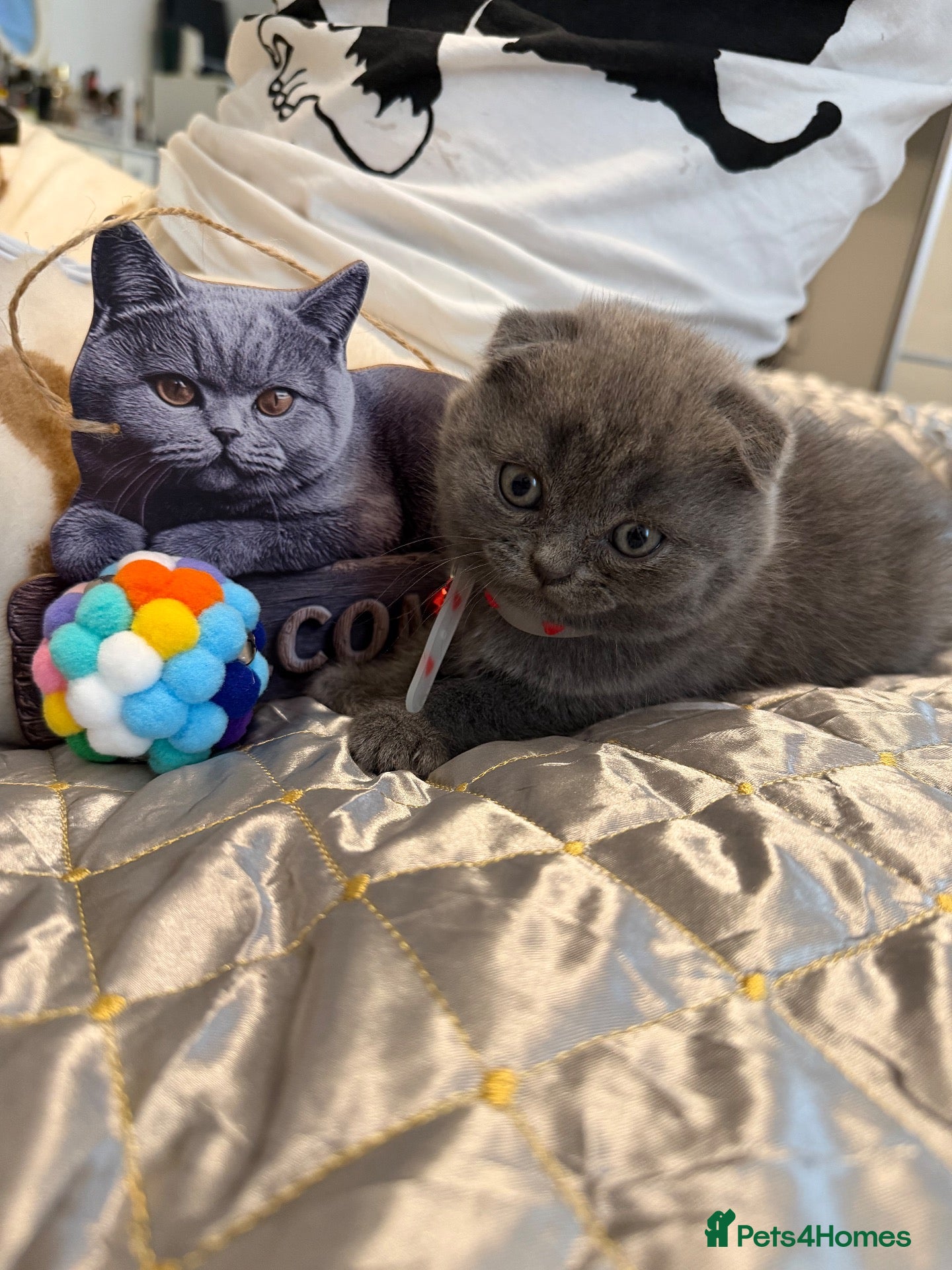 Scottish Fold cats  Last 😊 lop-eared Scottish fold  - Advert 2