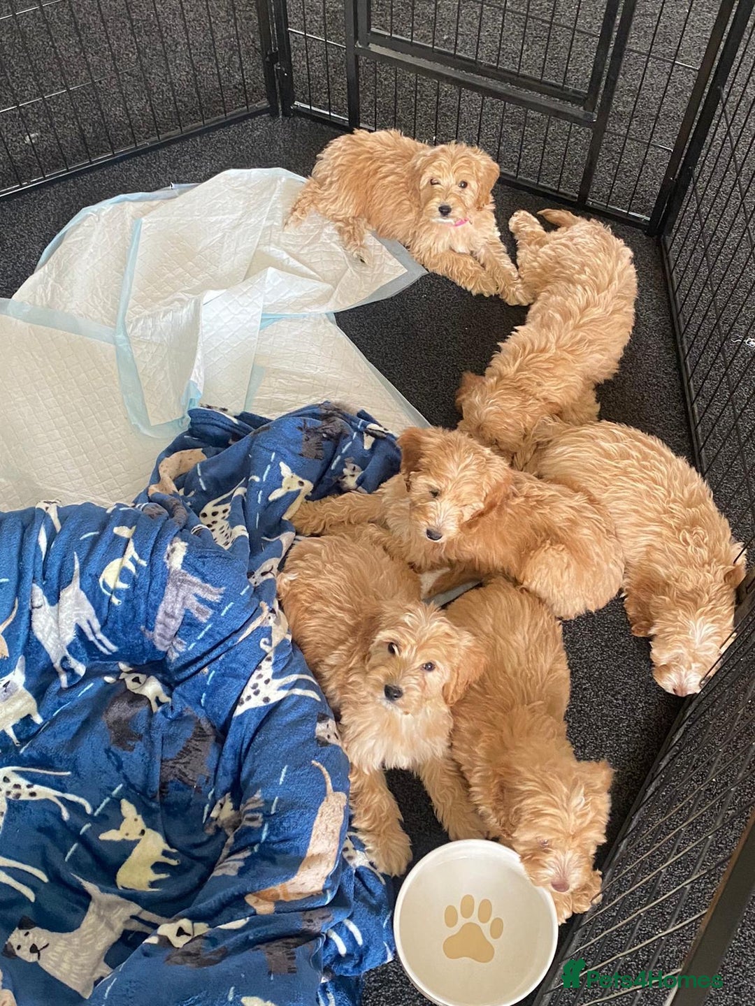 Cockapoo dogs for sale: STUNNING F1 COCKAPOO PUPPIES  - Image 20