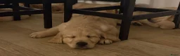 Golden Retriever dogs for sale: Stunning Golden retriever puppy’s - Advert 9