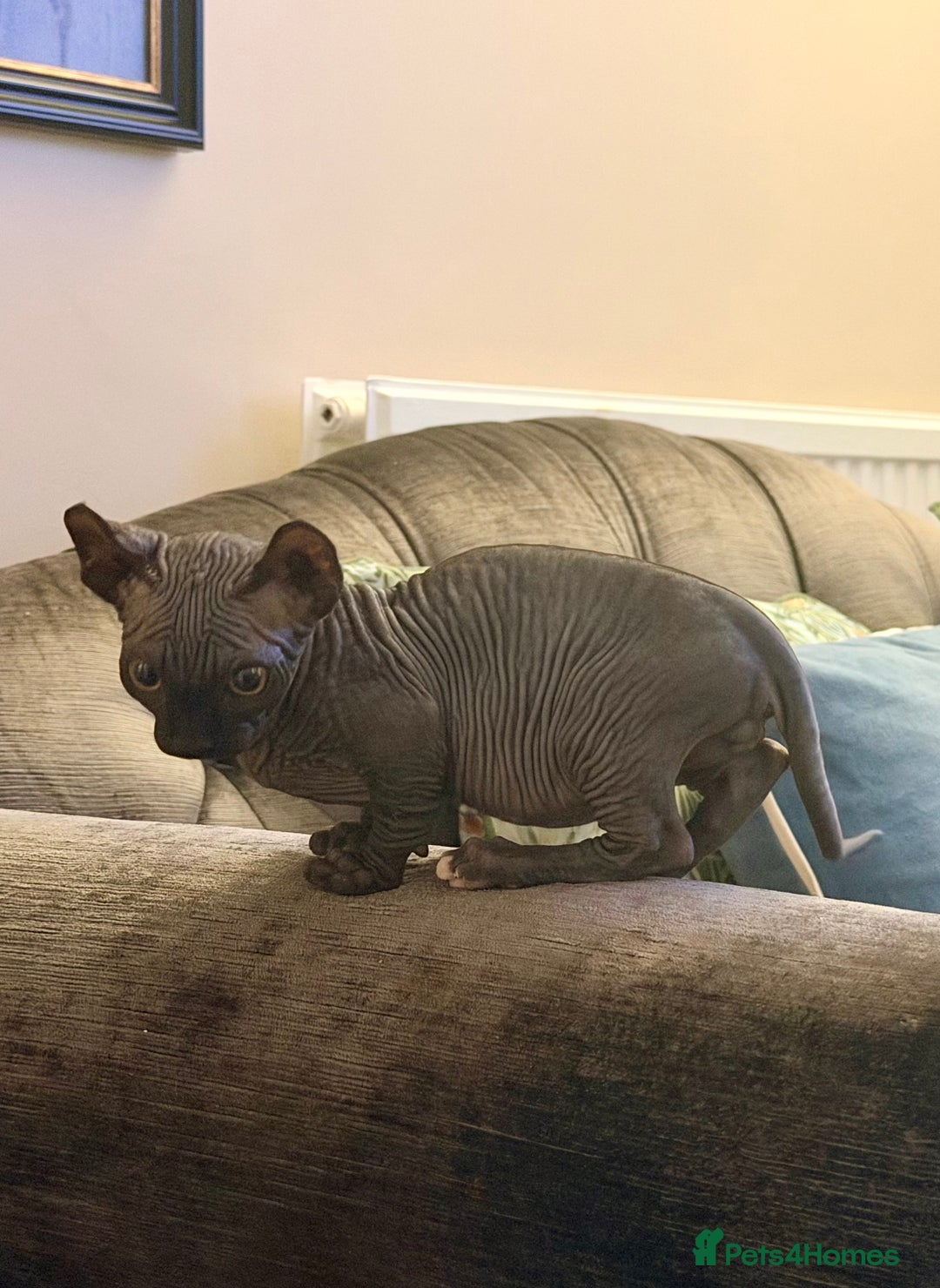 Sphynx cats for sale: Dwelf and Elf kittens - Image 21