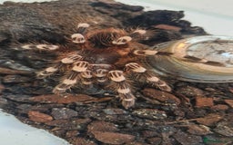 Tarantulas invertebrates for sale: Tarantulas for sale, Stoke on Trent - Image 4
