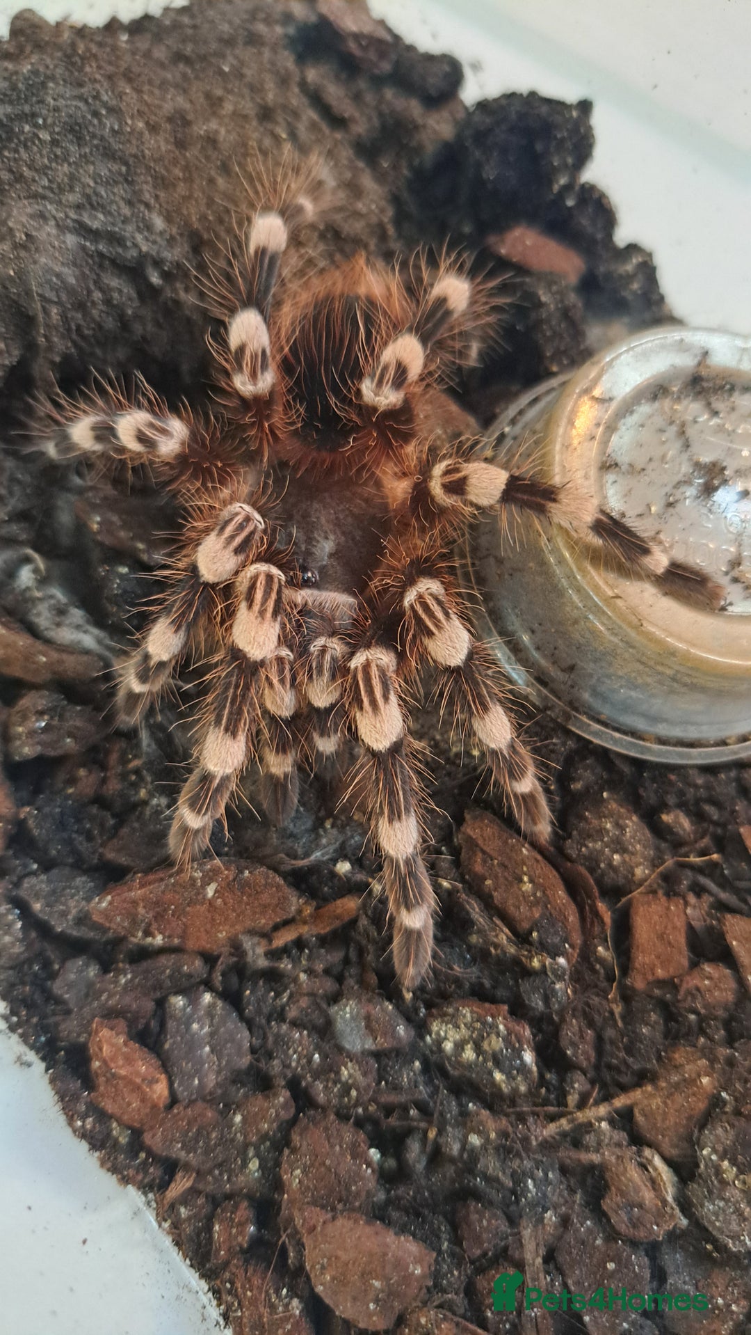Tarantulas invertebrates for sale: Tarantulas for sale, Stoke on Trent - Image 4