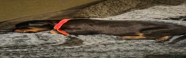 Dobermann 2