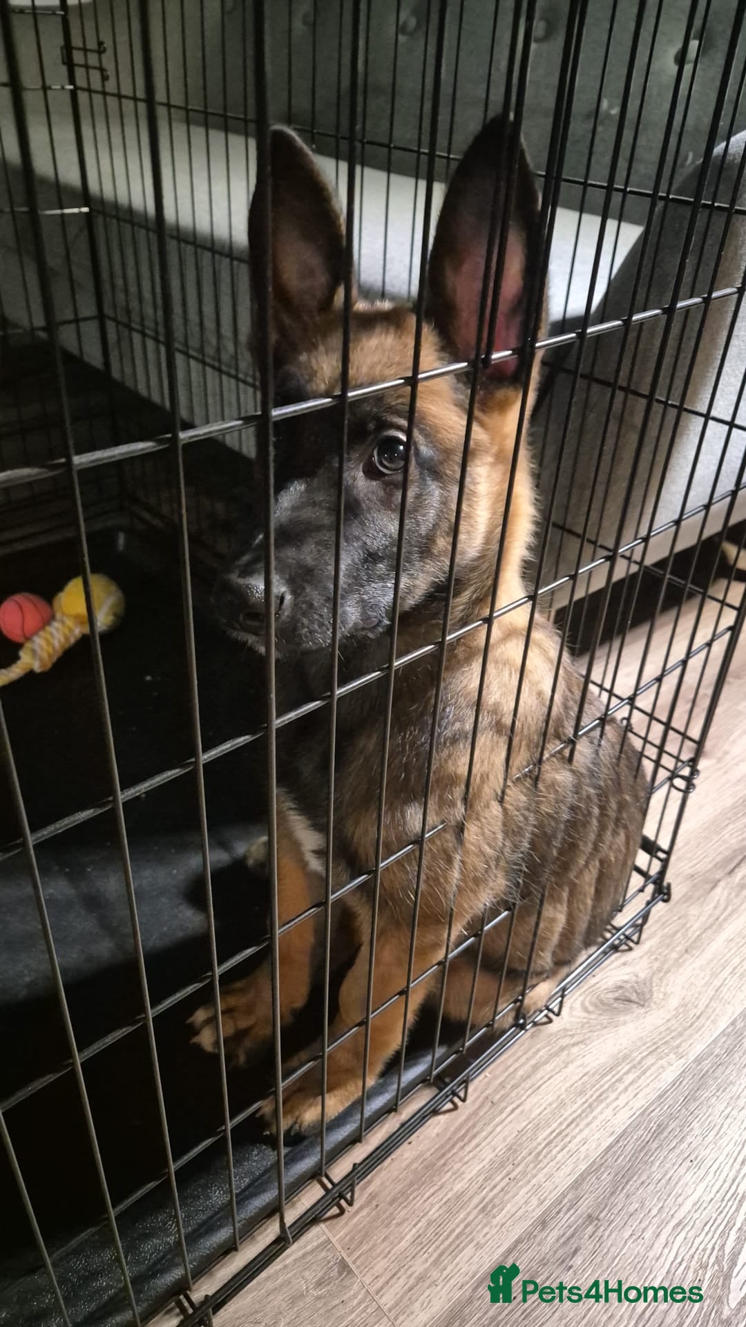 Belgian Shepherd Dog dogs for sale: Belgian Shepherd - Advert 3