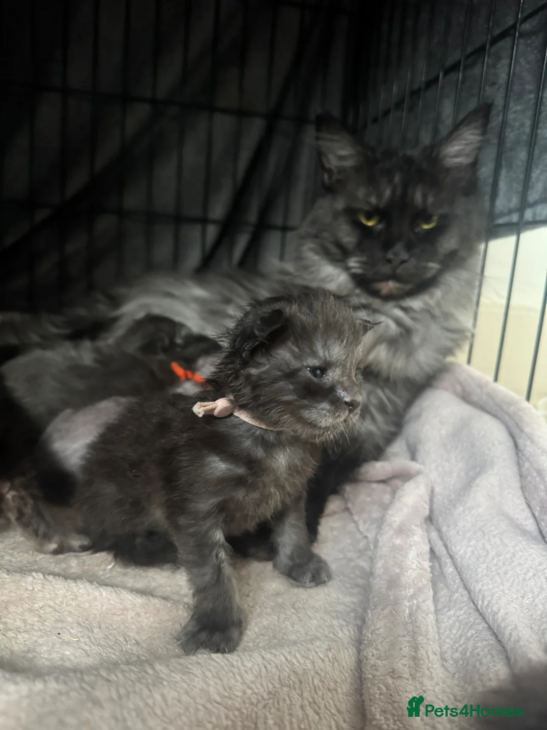 Maine Coon cats for sale: TICA Black&Blue Smoke Maine Coons - Advert 2