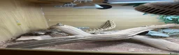 Bearded Dragon reptiles for sale: Female Bearded Dragon + Full Setup - Advert 3